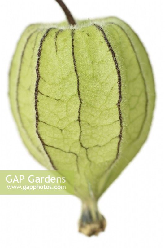 Physalis peruviana  Cape gooseberry  Goldenberry  Green papery calyx round unripe fruit  November