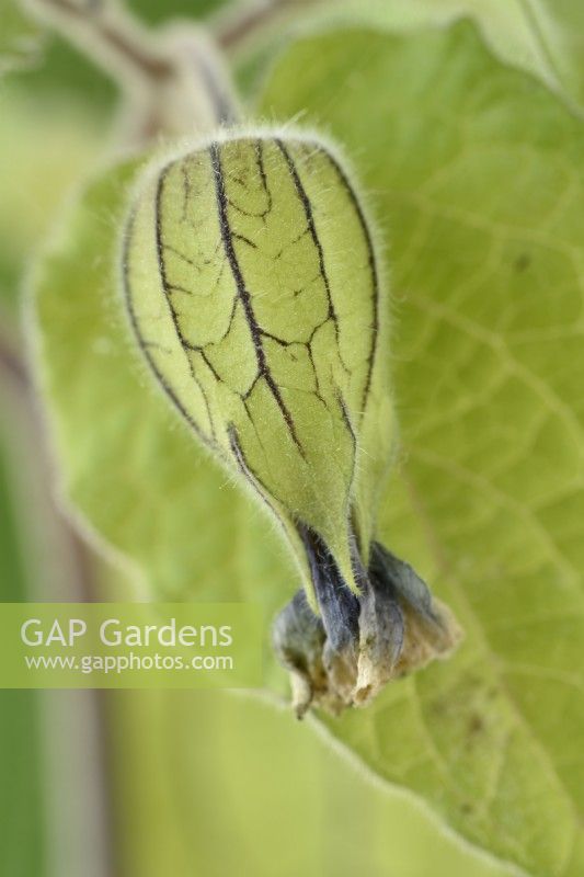 Physalis peruviana  Cape gooseberry  Goldenberry  Green papery calyx round unripe fruit forming as flower dies  November
