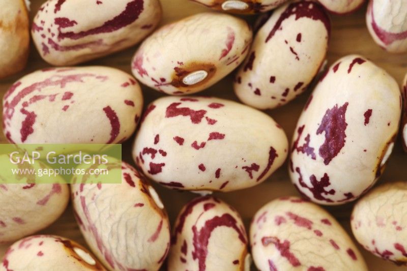 Phaseolus vulgaris  'Borlotto di Vigevano nano'  Dried dwarf French beans  December