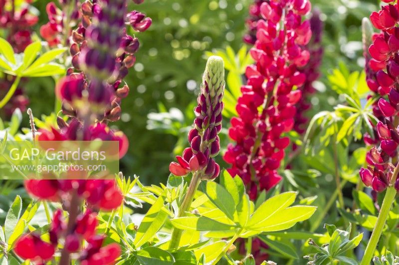 Lupinus 'The Page' flowering in May. Lupins.
