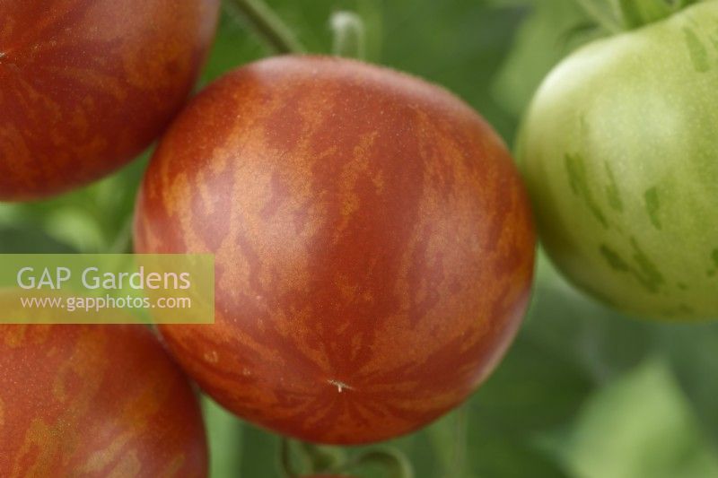 Solanum lycopersicum  'Tigerella'  Tomato  Syn. Lycopersicon esculentum  August
