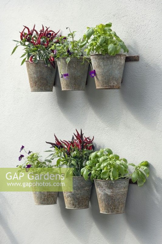 Rusted metal plant containers on wall with herbs and edible plants including basil, viola tricolor and mixed chillis.

The Green Sky Pocket Garden 

Designer: James Smith

Category: Balcony Garden

RHS Chelsea Flower Show 2021