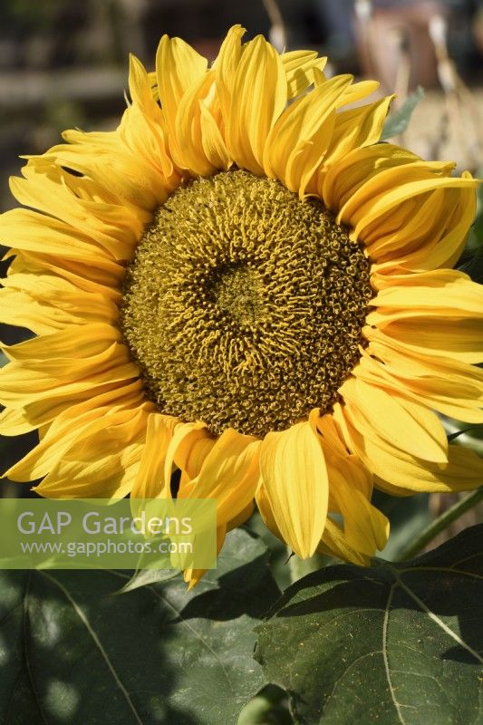 Helianthus annuus  'Sunspot'  Dwarf sunflower  September
