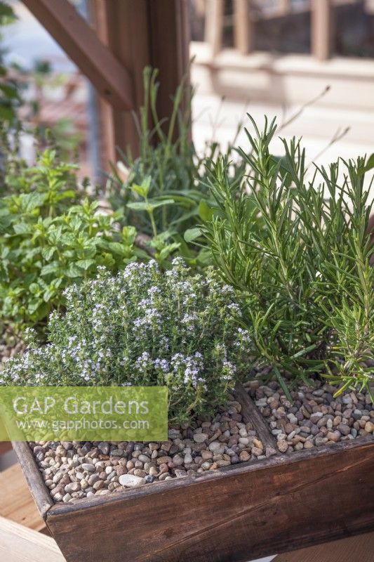 Wooden planter with herbs including thyme and rosemary