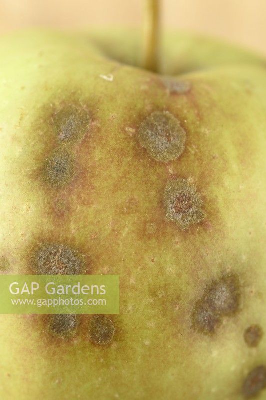 Venturia inaequalis  Apple scab on picked fruit which was edible when peeled  September

