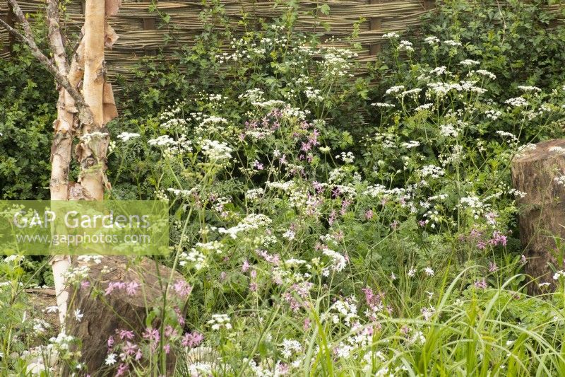 Wildflower planting in 'The Hide Garden' at the RHS Malvern Spring Festival 2022  - Designer - Emily Crowley-Wroe - Best in Show - Silver Gilt Medal