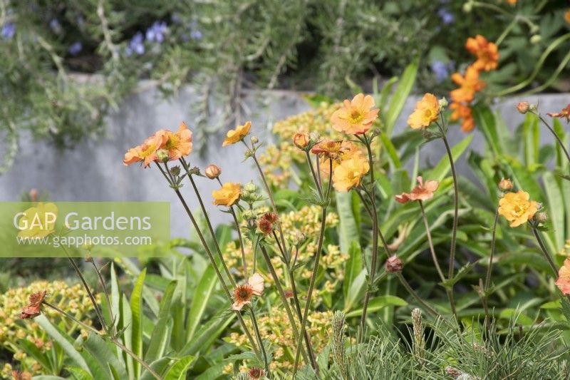 Geum 'Totally Tangerine' in a border in 'The Vitamin G' Feature Garden at RHS Malvern Spring Festival 2022 - Designer Alan Williams