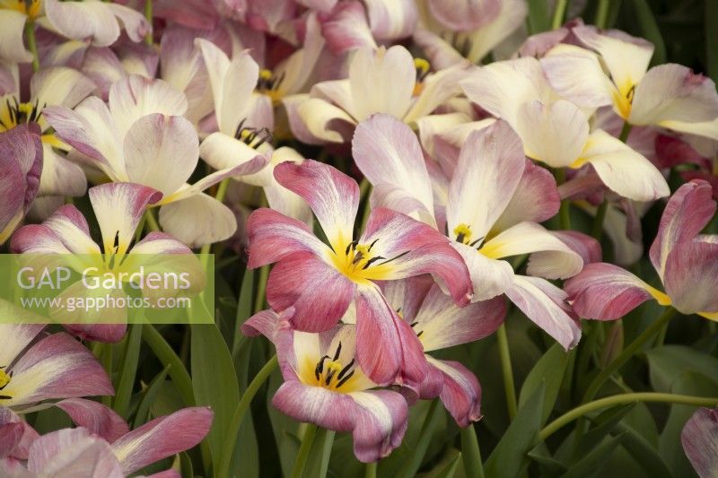Tulipa 'Heart's Delight'  in the Floral Marquee at the RHS Malvern Spring Festival 2022 - Pheasant Acre Plants - Awarded RHS Master Grower