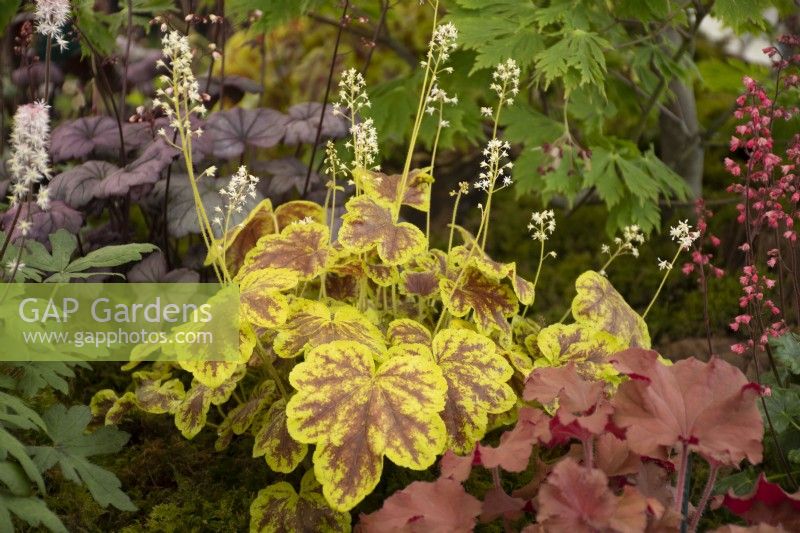 Heucherella 'Solar Eclipse' in a display in the Floral Marquee at the RHS Malvern Spring Festival 2022 - Plantagogo - Gold medal winner