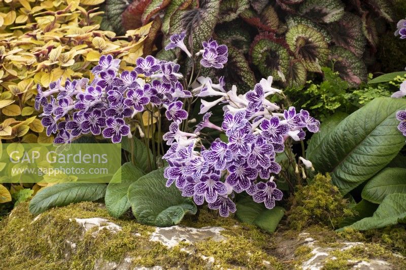 Streptocarpus 'Polkadot Purple' in the Floral Marquee at the RHS Malvern Spring Festival 2022 - Dibleys Nurseries - Gold Medal Winner