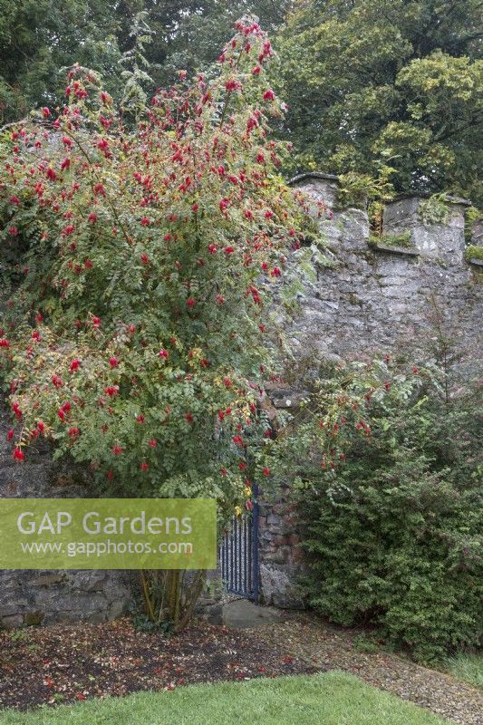 Rosa moyesii with rosehips growing against the wall of the Walled Garden at Glin Castle, Co.Limerick, Ireland