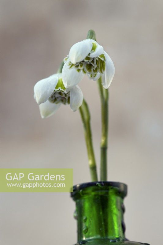 Picked Galanthus 'Rodmarton' snowdrop 'Rodmarton' flowers in an antique green poison bottle