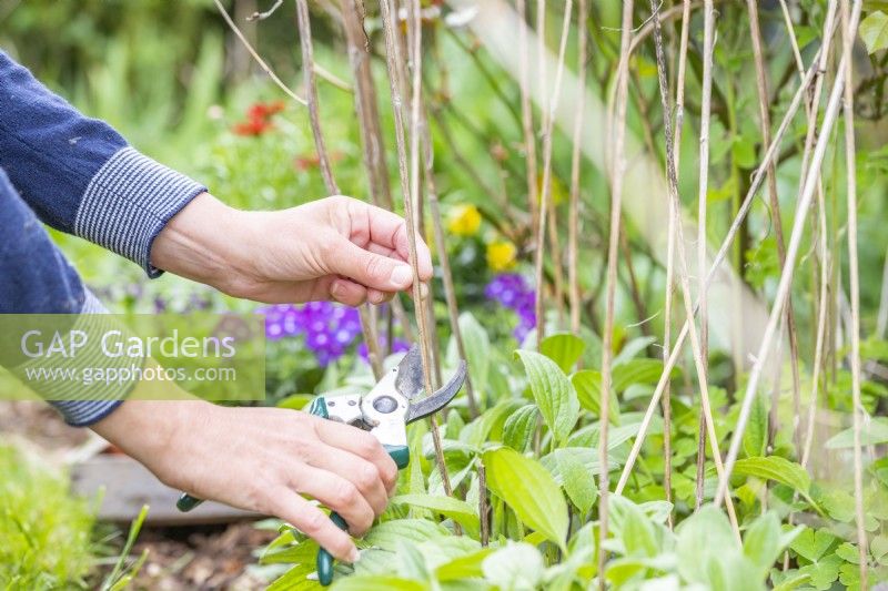 Woman cutting back dead Rudbeckia stems