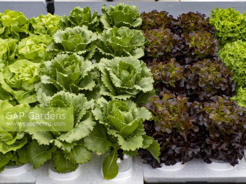 Hydroponically grown Lettuce plants. Floriade Expo 2022 International Horticultural Exhibition Almere Netherlands