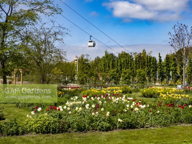 Mixed planting of Daffodils and Tulips with cable car in the distance at Floriade Expo 2022 International Horticultural Exhibition Almere Netherlands
