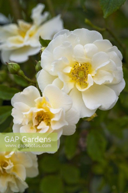 Rosa 'Goldfinch', Polyantha Rambler Rose. Small yellow/gold flower in early summer.