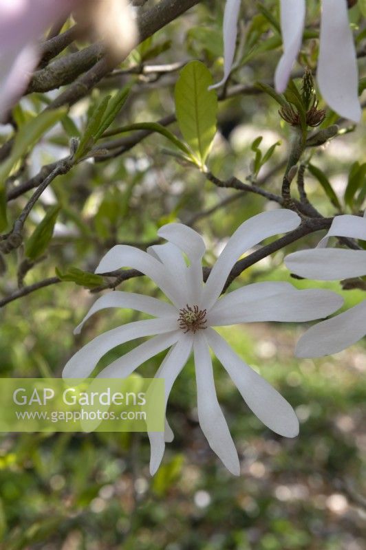 Magnolia x loebneri 'Leonard messel'