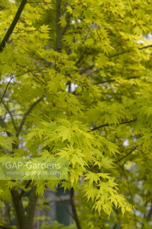 Acer palmatum 'Orange Dream' Japanese maple