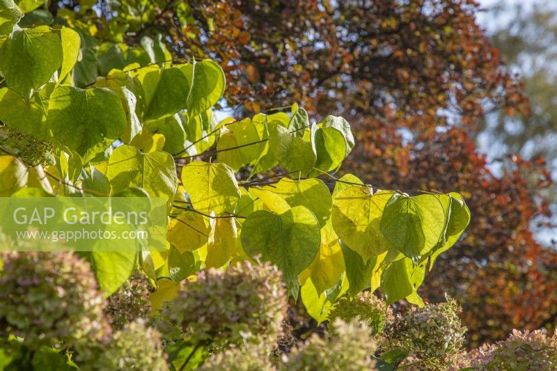Cercis canadensis 'Hearts of Gold' - redbud - October
