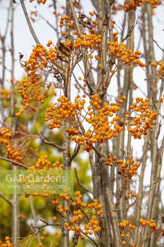 Sorbus 'Autumn Spire' berries - Mountain ash - November