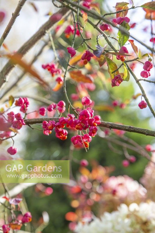 Euonymus planipes - Flat-stalked spindle - October 