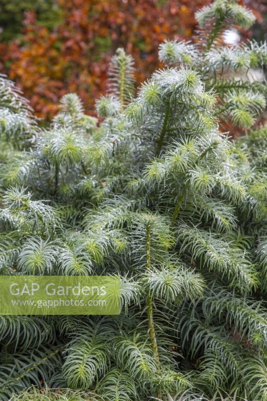 Cunninghamia lanceolata 'Glauca' - Chinese fir - November