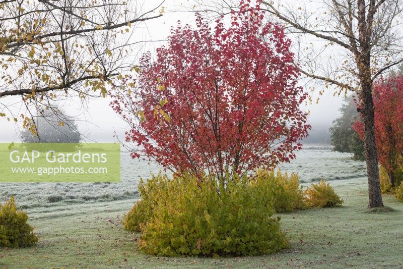 Early morning fog in the Gap Meadow designed by Adrian Bloom, The Bressingham Gardens, Norfolk - November

Acer rubrum 'Brandywine', Betula nigra 'Heritage', Cornus sanguinea 'Midwinter Fire', Quercus robur