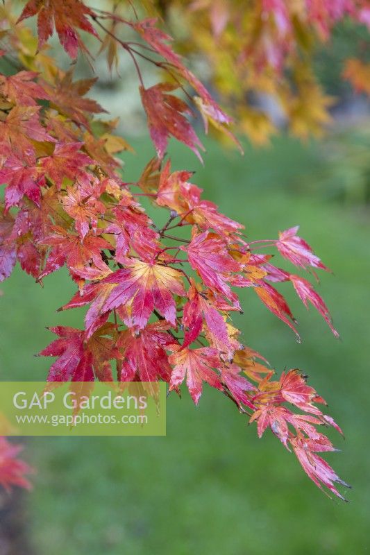 Acer palmatum 'Orange Dream' - Japanese maple - November