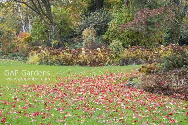 Liquidambar styraciflua leaves in Foggy Bottom Garden, Hydrangea arborescens 'Annabelle' beyond, designed by Adrian Bloom, The Bressingham Gardens, Norfolk - November 