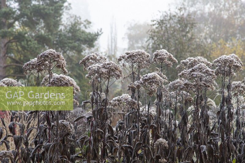 Eupatorium maculatum 'Gateway' in morning frost - Joe-pye weed - November 