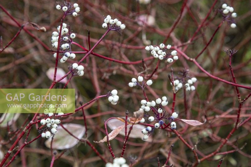 Cornus alba 'Sibirica Variegata' berries - November