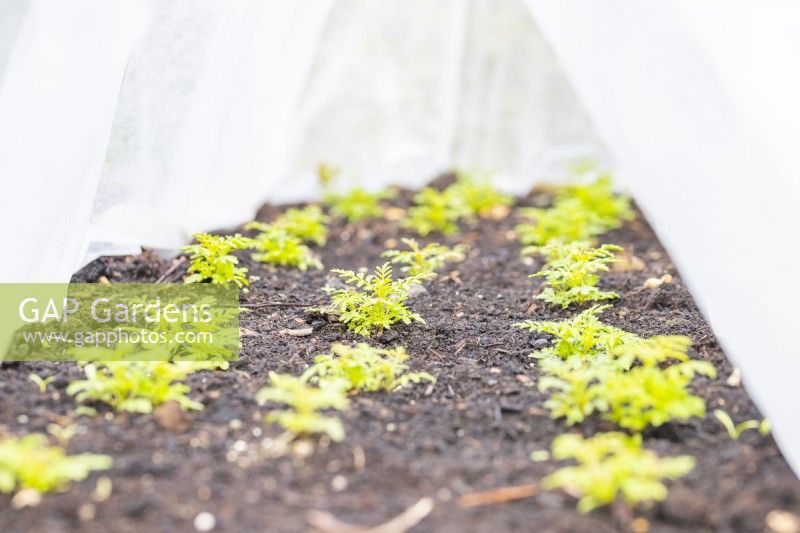 Fleece protection covering tagetes seedlings
