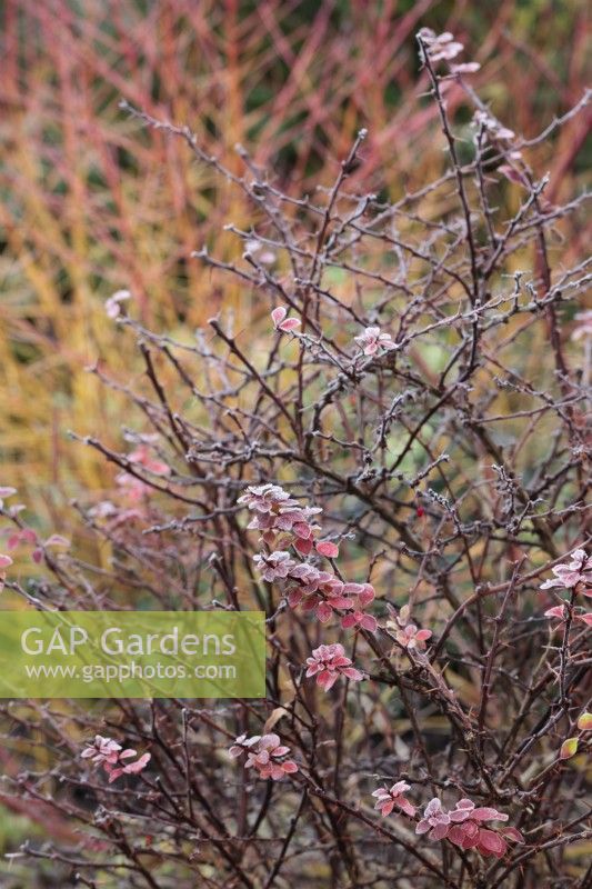 Frost on wintery stems of Berberis thunbergii 'Golden Ring' - January