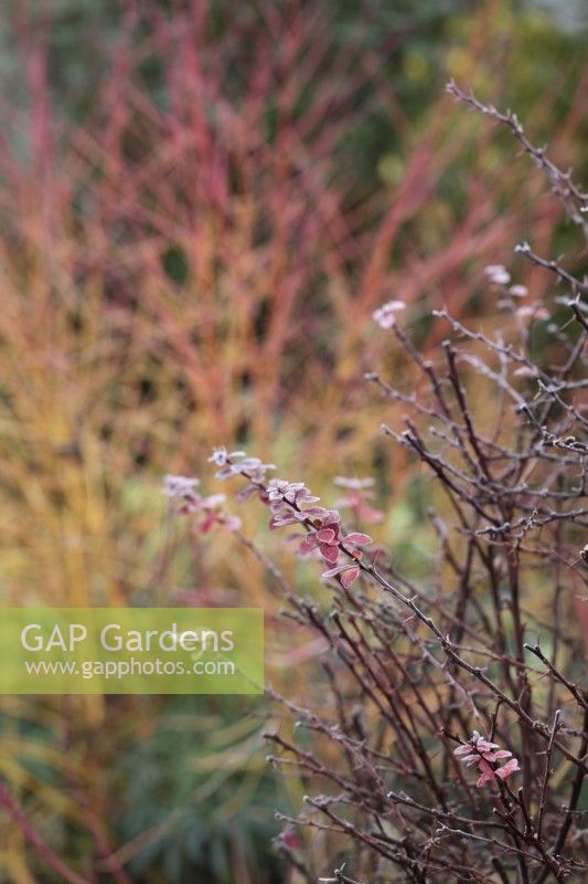 Frost on wintery stems of Berberis thunbergii 'Golden Ring' - January
