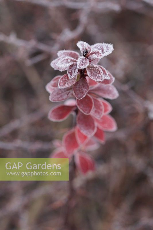Frost on leaves of Berberis thunbergii 'Golden Ring' - January