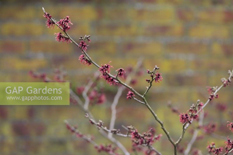 Hamamelis x intermedia 'Ruby Glow' in front of lichen covered brick wall