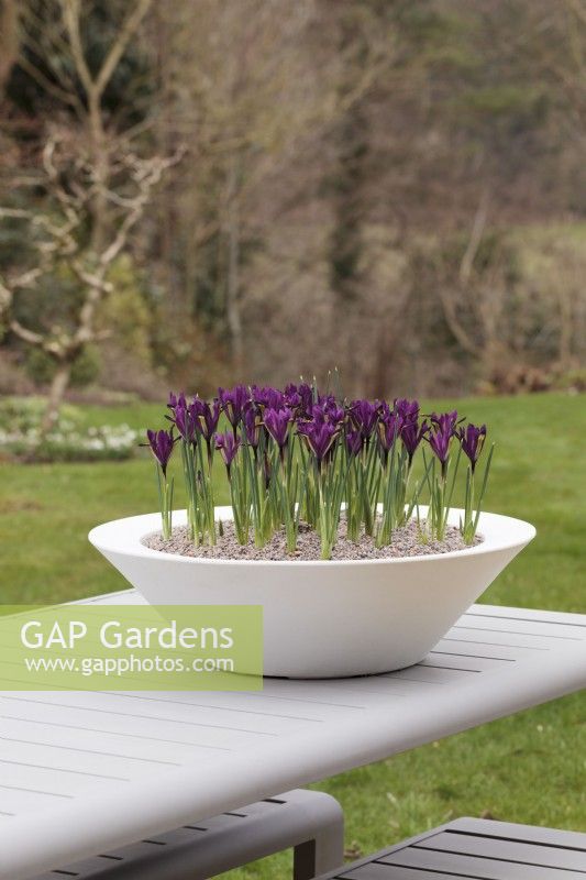 Iris reticulata 'Purple Hill' in a white pot on table in garden - March