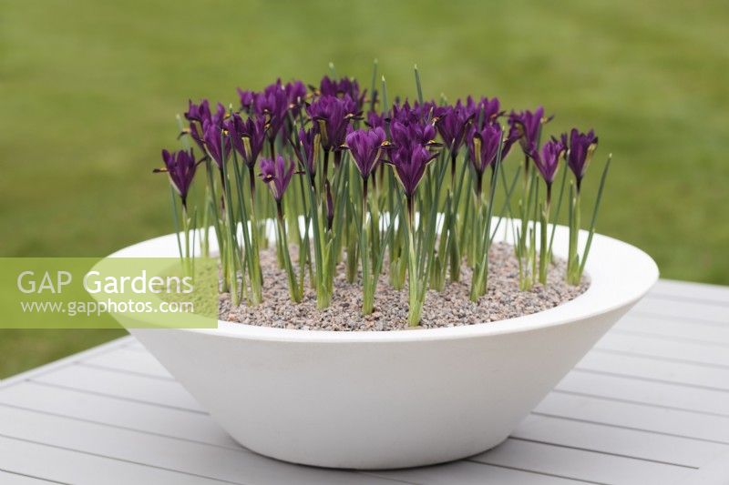 Iris reticulata 'Purple Hill' in a white pot  - March