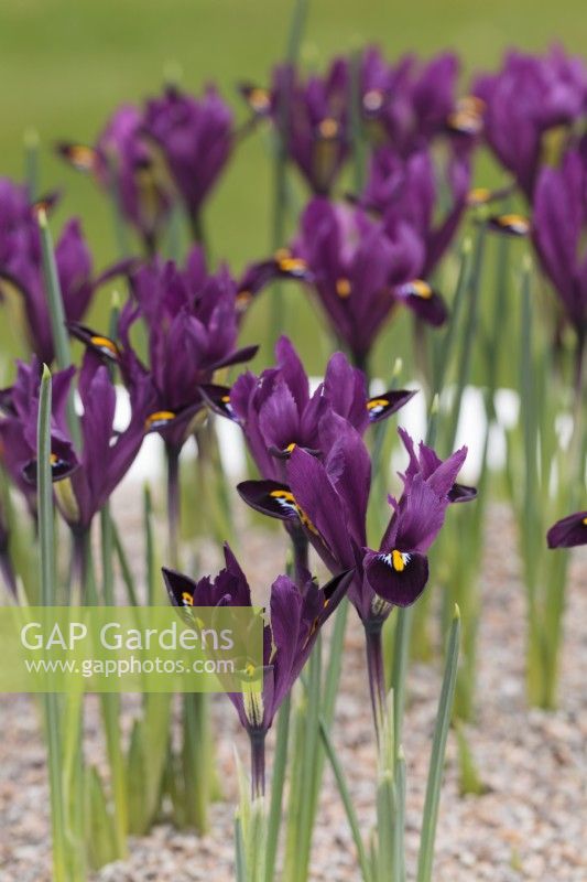 Iris reticulata 'Purple Hill'  March