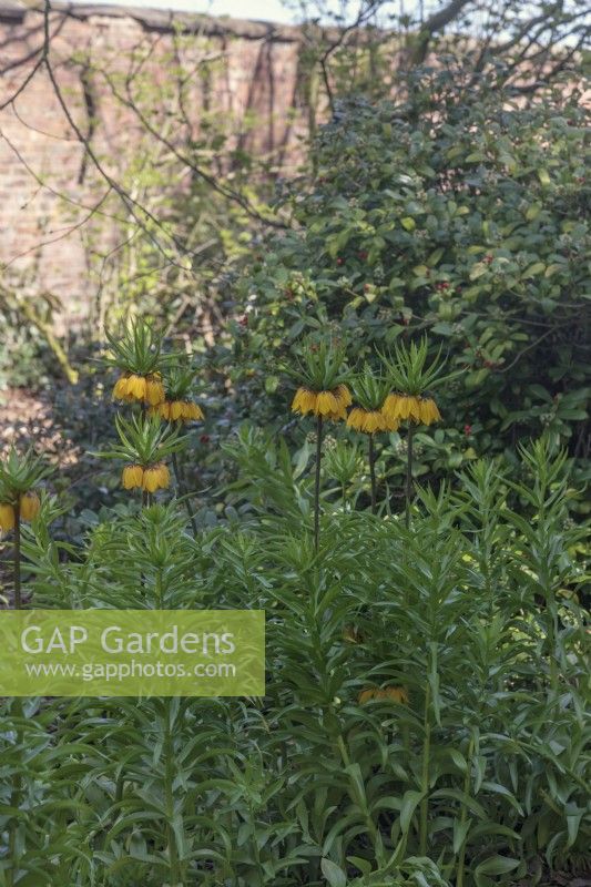 Fritillaria imperialis 'Striped Beauty' growing in border - April