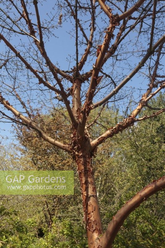 Acer griseum against blue sky - Paper Bark Maple, April