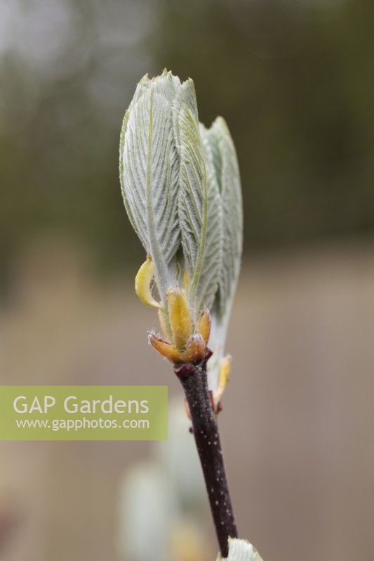 New growth on Sorbus aria 'Lutescens'  - Whitebeam 