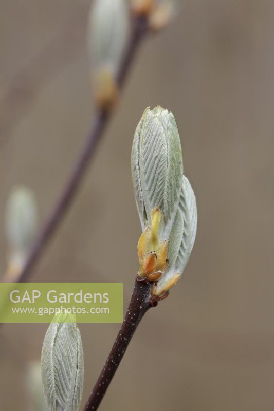 New growth on Sorbus aria 'Lutescens'  - Whitebeam