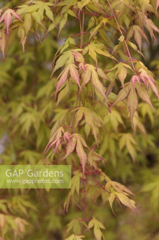 Acer palmatum 'Katsura' - Japanese Maple, April