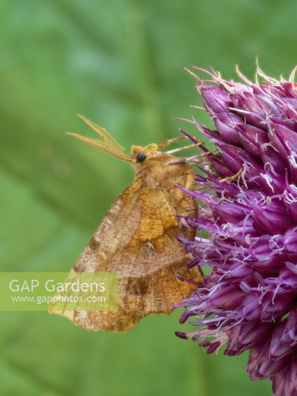 Selenia dentaria - Early Thorn Moth resting on Chive flower head