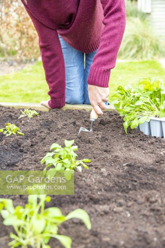Woman digging small hole to plant the Salad Rocket plugs in