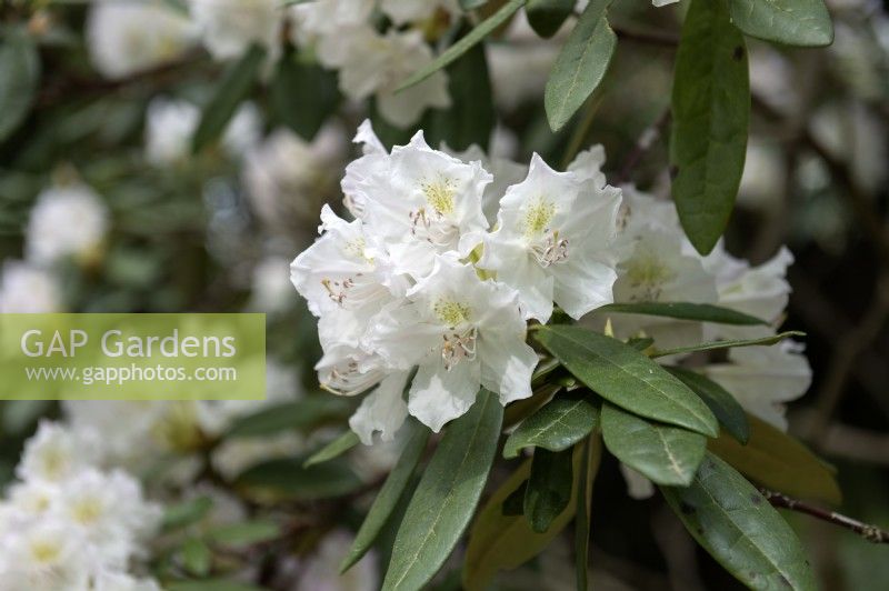 Rhododendron caucasicum Pall. 'Ochroleucum'