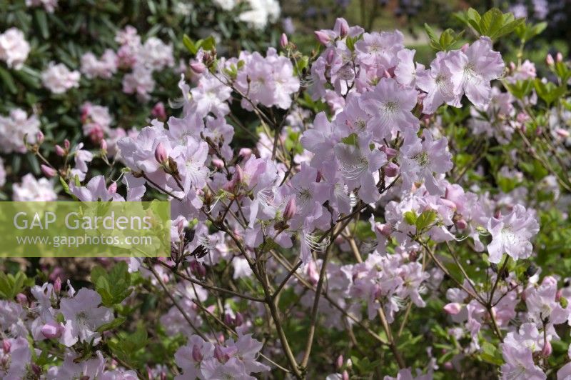 Rhododendron schlippenbachii - Royal Azalea