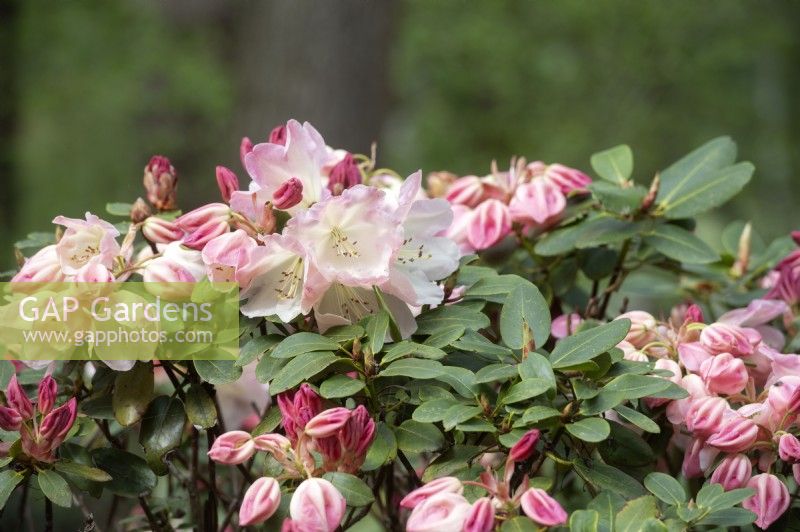 Rhododendron 'Moorglocke' 