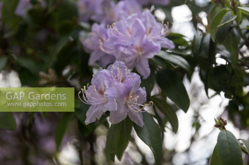Rhododendron augustinii 
